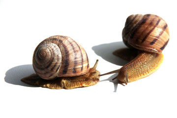 виноградные улитки