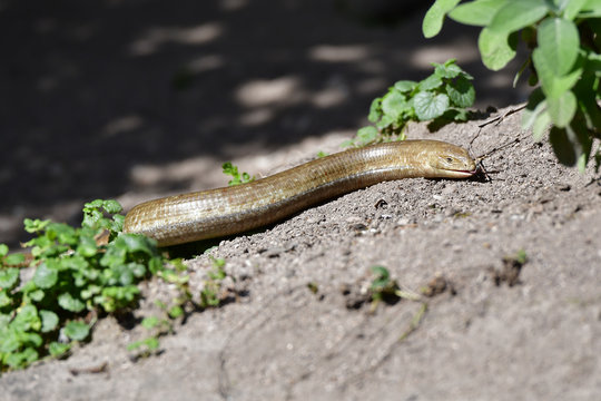 Scheltopusik