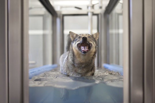 Canine hydrotherapy, with Swedish vallhund (v&auml;stg&ouml;taspets)