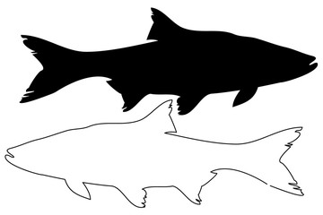 Naklejka premium asp silhouette vector, (Aspius aspius),