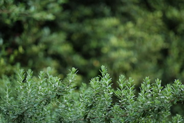 close up leaf of green tree at public gardent in morning time. image for tree,nature and plant concept