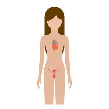 colorful silhouette female person with circulatory and reproductive system of human body vector illustration