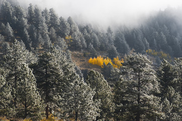 Hoar Frost on a Mountain Pine Forest