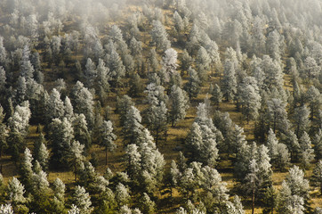 Hoar Frost on a Mountain Pine Forest