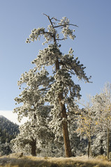 Hoar Frost on a Ponderosa Pine Tree