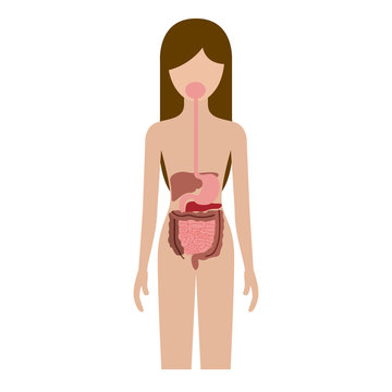 colorful silhouette female person with digestive system human body vector illustration