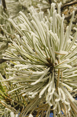 Hoar Frost on Pine Needles