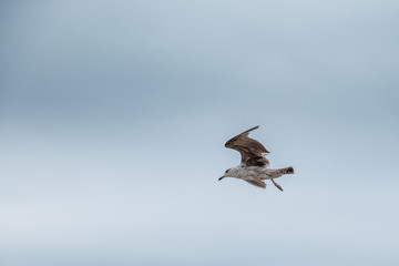 Obraz premium Flying seagull on the beach