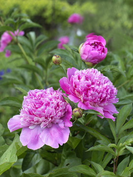 Fototapeta Flowering peonies on the garden. 