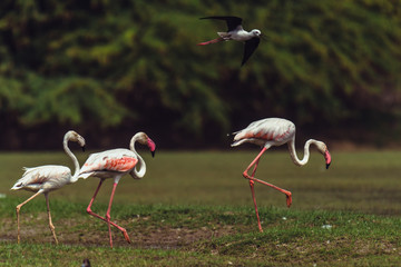 Obraz premium Leading the way