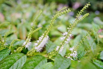 シモバシラの花