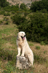 Naklejka premium Portrait of Maremma Sheepdog