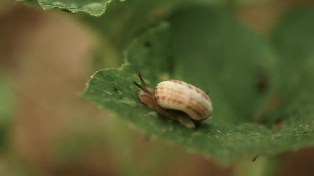 The cochlea snail crawls along the sheet, large for a fee. Macro