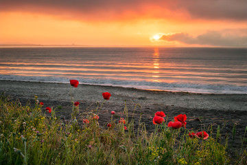 Seascape with poppies /
Magnificent sunrise view with beautiful poppies on the beach near Burgas, Bulgaria