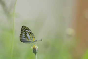 Butterfly sucking nectar from yellow flowers .