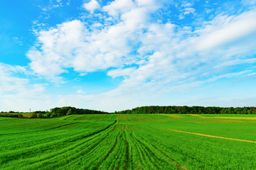 Fototapeta na wymiar Green yellow agriculture countryside fields and white clouds on blue sky in summer day. Horizontal background, scenic adventures travel concept. Copy space. Lonely calm mood meditative nature.