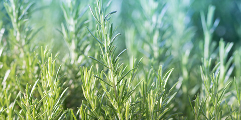 Rosemary plant, agriculture and gardening concepts © tostphoto