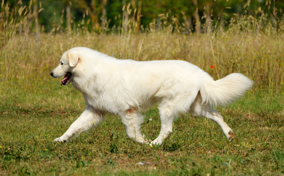 Portrait of Maremma Sheepdog