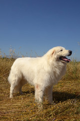 Portrait of Maremma Sheepdog