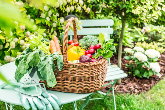 Garden - colorful spring vegetables in wicker basket