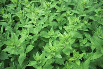 High bright juicy green grass