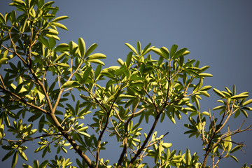 leaf of Blackboard Tree or  Devil Tree