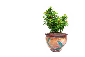 green potted plant, trees in the pot isolated on white background.
