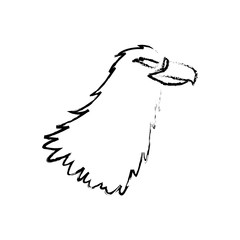 eagle head beak predator feather image