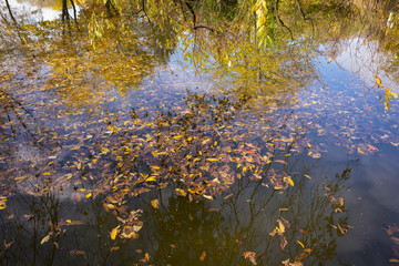 Herbstlaub im Wasser