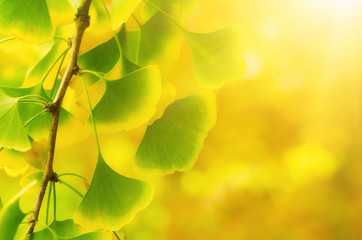 Green and yellow fall leaves of Ginkgo Biloba - healing plant, nature sunny background