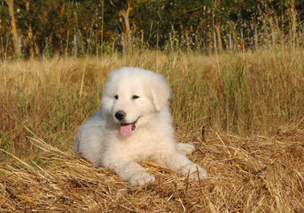 Portrait of Maremma Sheepdog