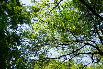 Green leaves of big trees against bright spring blue sky
