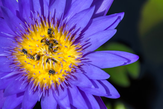 Fototapeta Top and close-up view of many bees that are swarming over yellow pollen of the beautiful purple lotus. Complementary color.