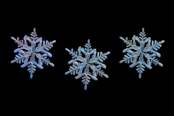 Three color variants of same snowflake isolated on black background. Macro photo of real snow crystal: stellar dendrite with fine hexagonal symmetry, thin, long arms and many side branches.