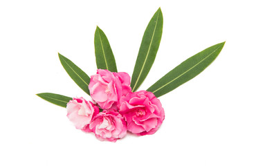 Pink oleander flower isolated