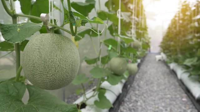 Green organic cantaloupe melon growing in greenhouse farm, UHD 4k 3840x2160.
