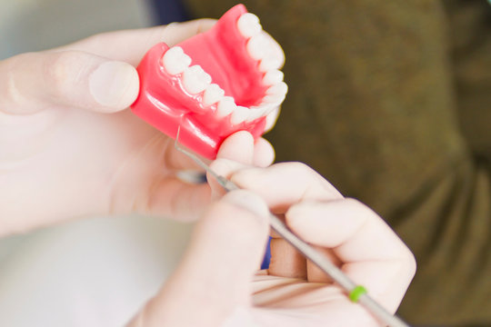 Dentist examining model of teeth