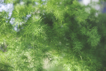 Natural background - green plant
