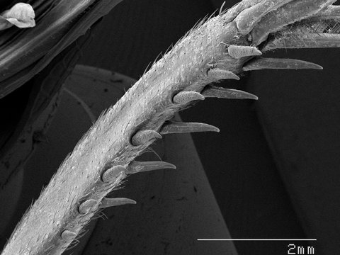 Magnified view of cricket leg spurs