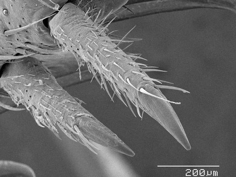 Magnified view of cricket leg spurs