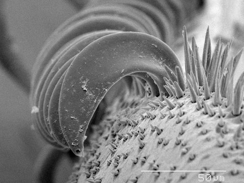 Magnified view of honey bee wing
