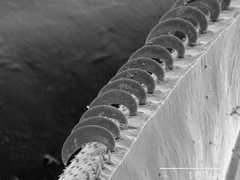 Magnified view of honey bee wing