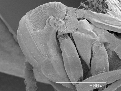 Magnified view of head of planthopper