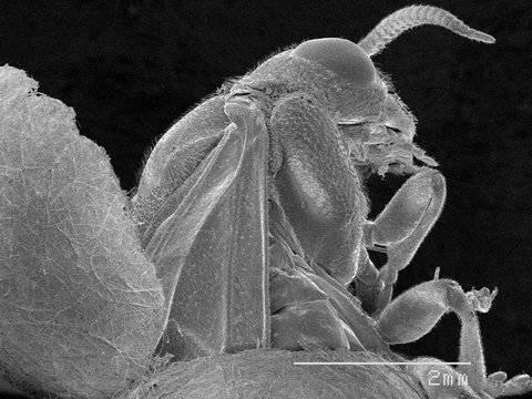Magnified view of sawfly in cocoon