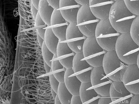 Magnified view of eye of fruit fly