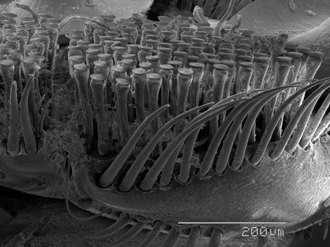 Magnified view of legs of diving beetle