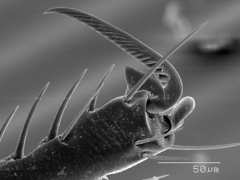 Magnified view of flea tarsus