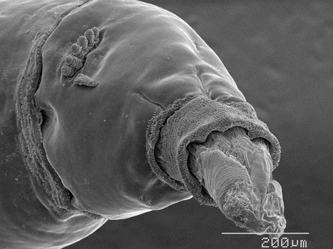 Magnified view of house fly maggot