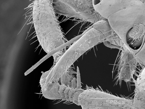 Magnified view of deer ked