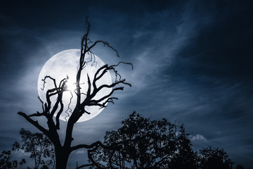 Night landscape of sky with bright super moon behind silhouette of dead tree.